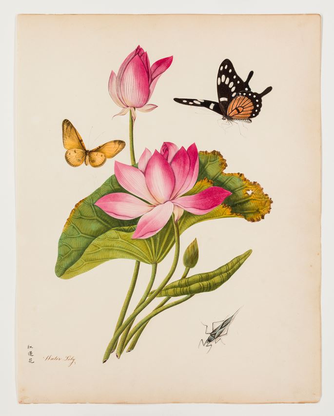 A Collection of Botanical Illustrations with Butterflies | MasterArt